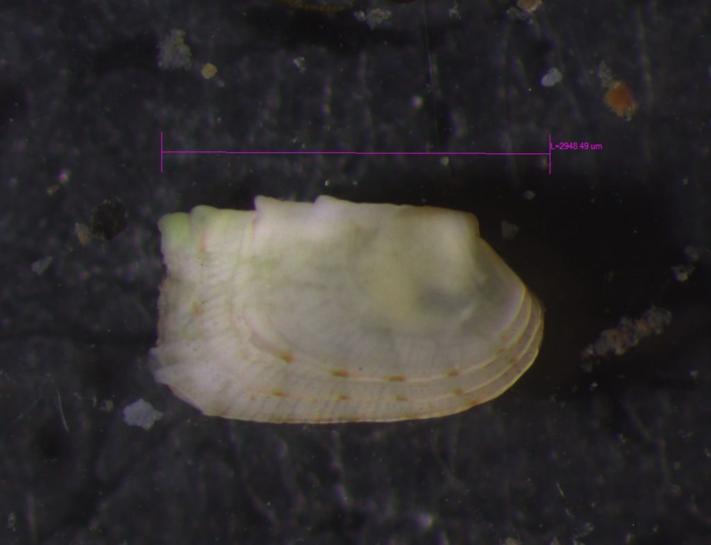Piccolo bivalve